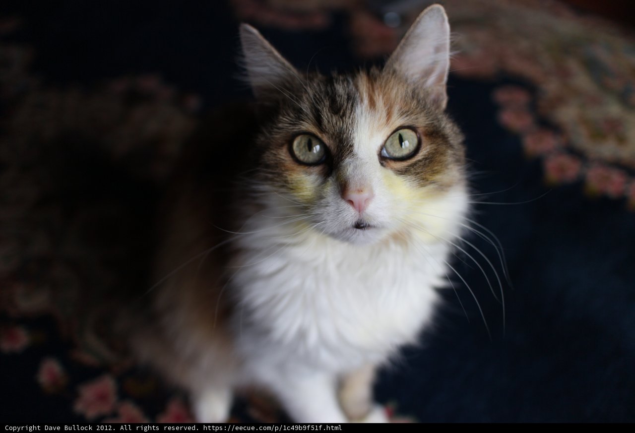 Yellow-Eyed Feline Companion