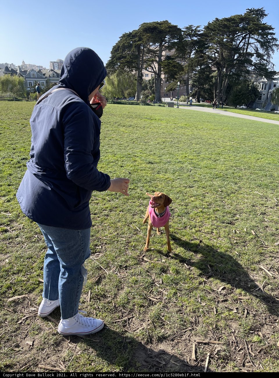 A Woman and Her Canine Companion in Alamo Square