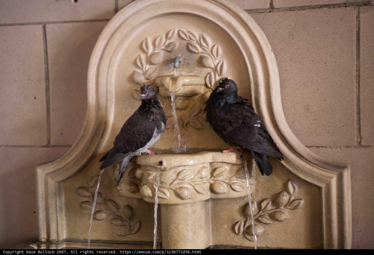 Two Birds Sipping from Downtown Fountain