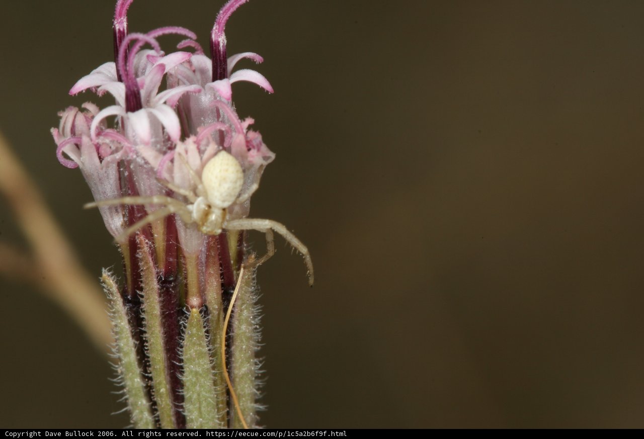 Arachnid Amongst the Flowers