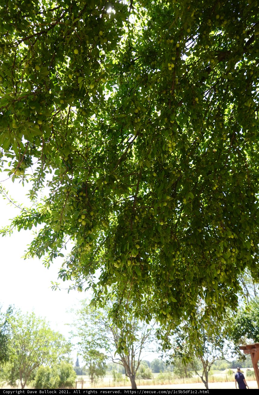Tree Talk