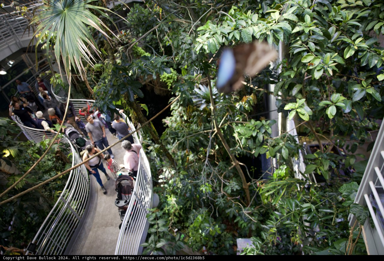 A Walk Through the Green Canopy: California Academy of Sciences - Rainforest, 2024