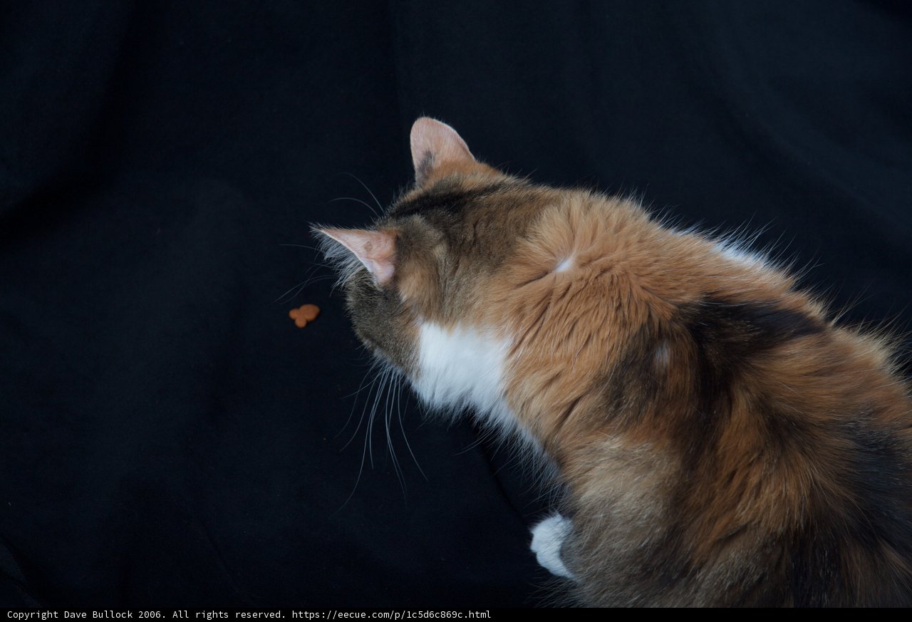 Feline Curiosity