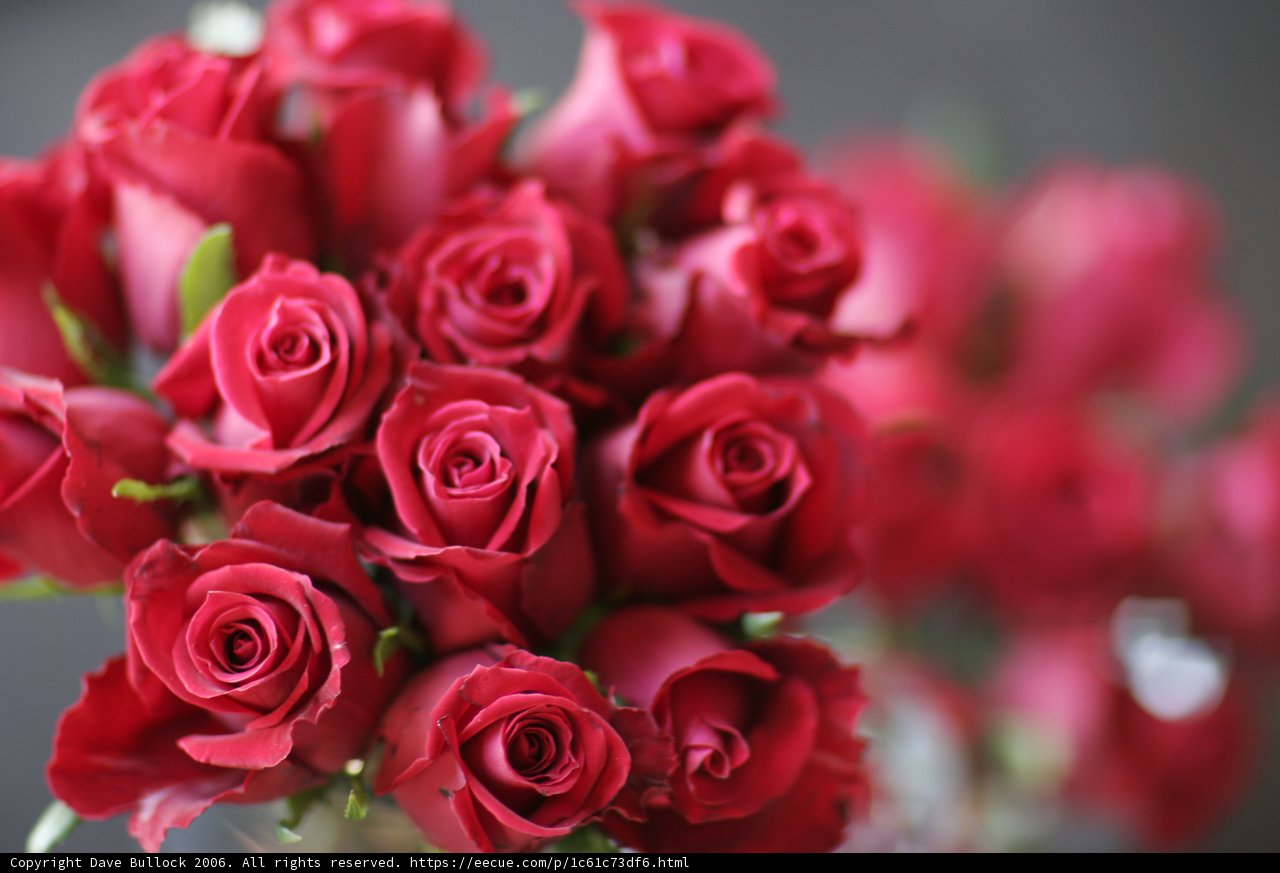 A Captivating Bouquet of Red Roses