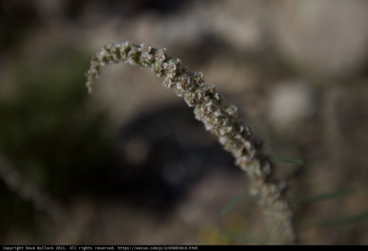 The Delicate Flowers of the Desert