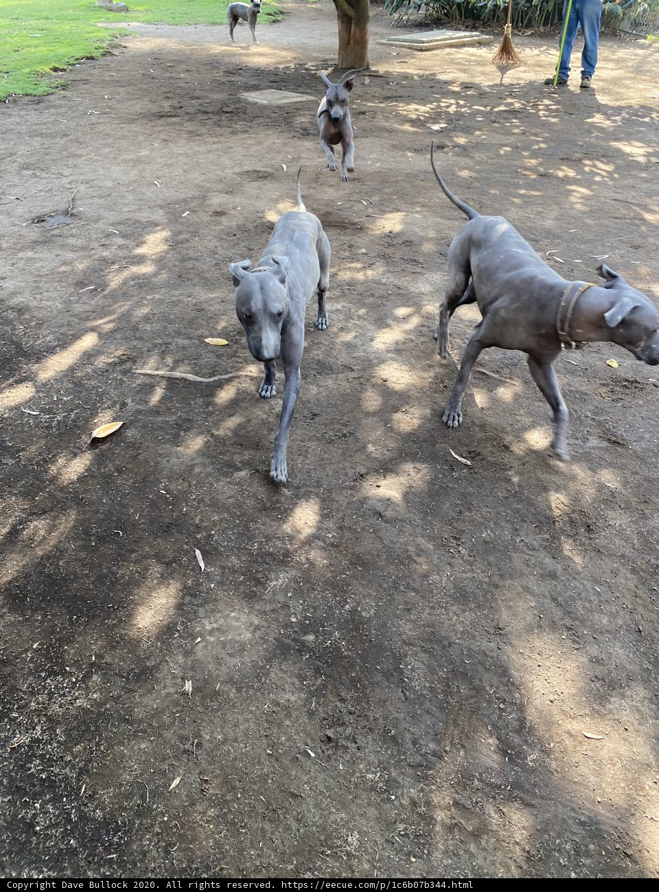 Three Canine Companions in an Outdoor Oasis