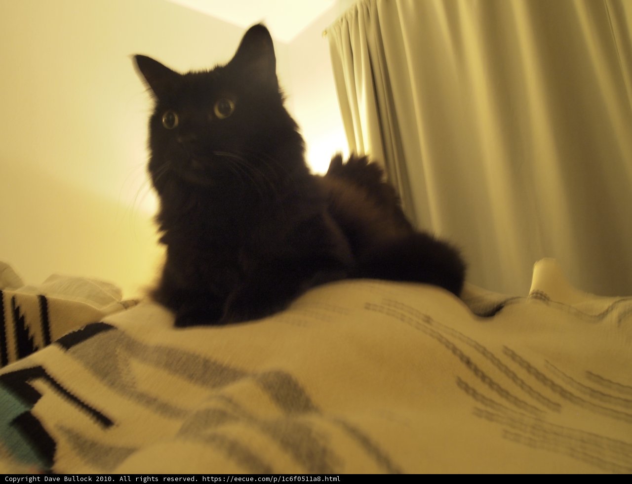 Regal Feline Relaxation