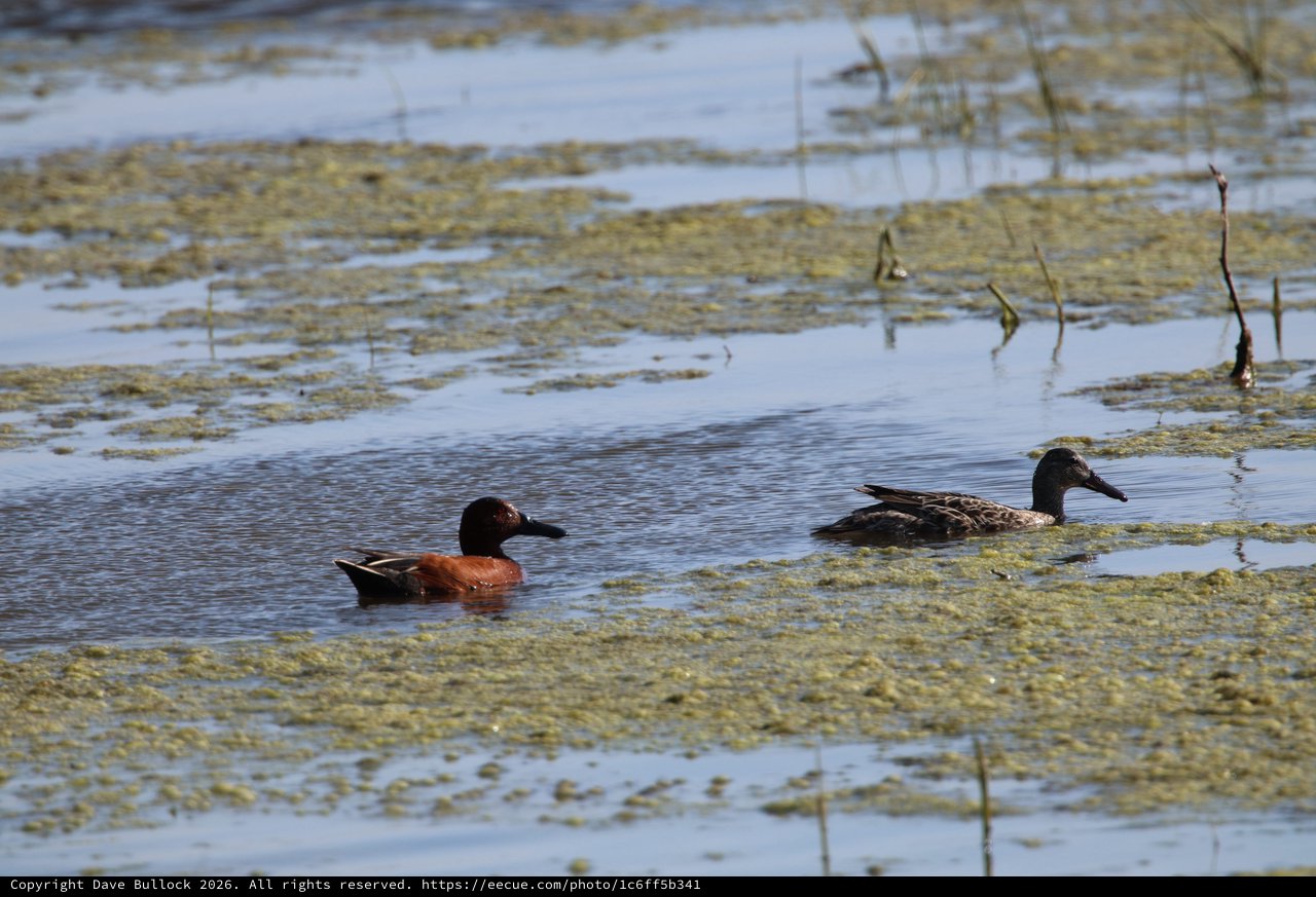 Cinnamon Teal Pair in Shallow Wetland Habitat