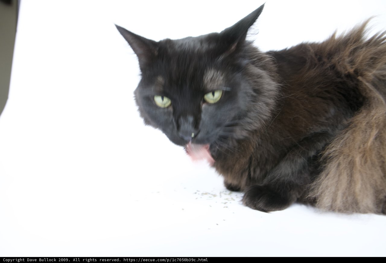 Feline Focus