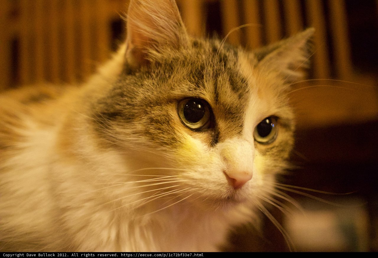 Feline Gaze