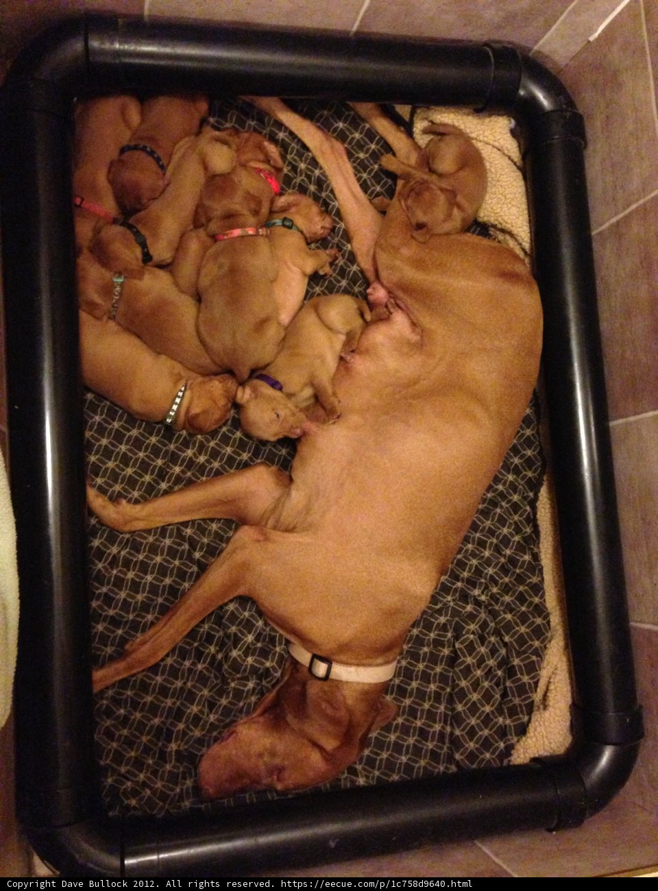 Cozy Canine Crew