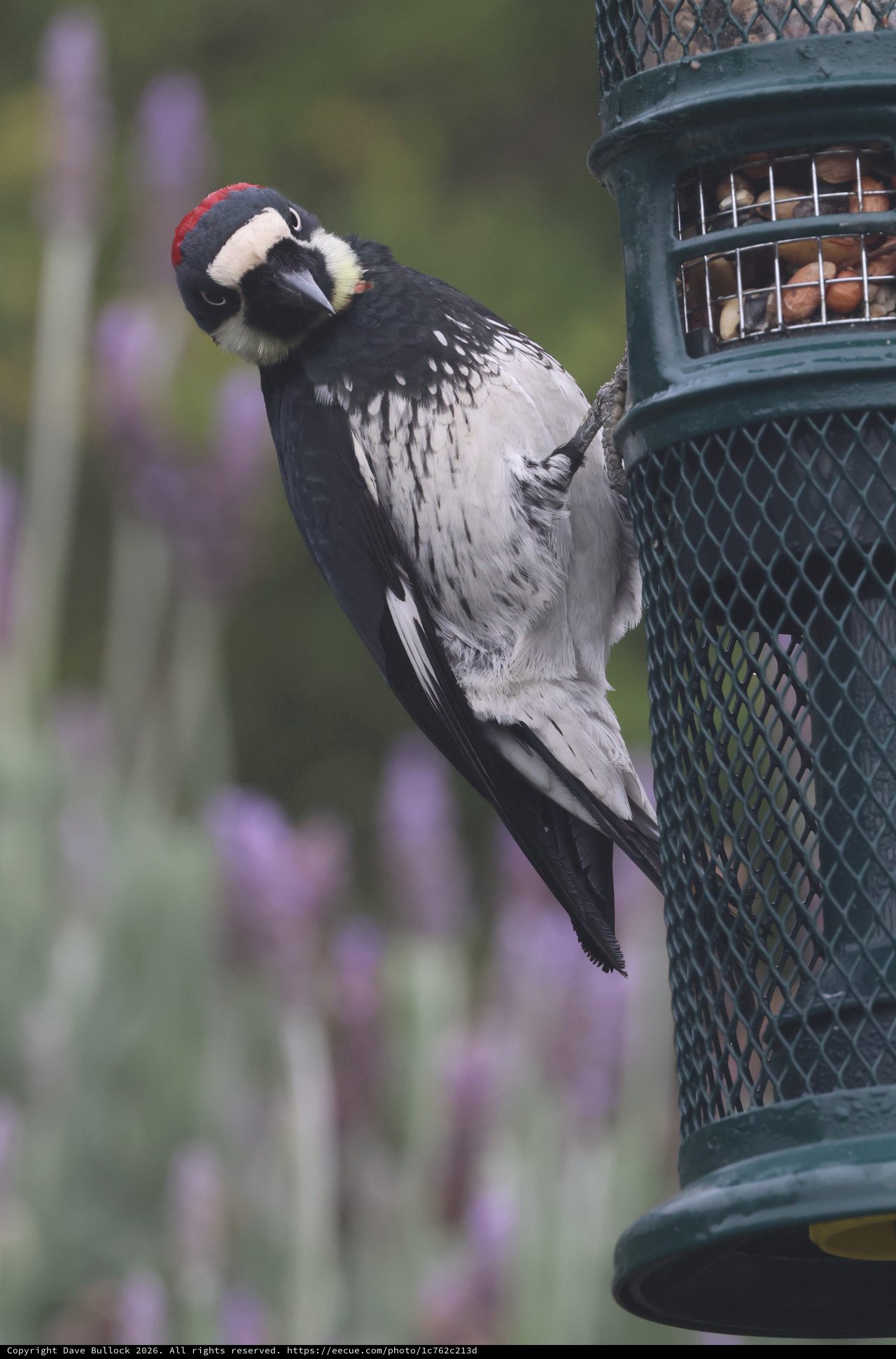Acorn Woodpecker Feeding at Garden Bird Feeder