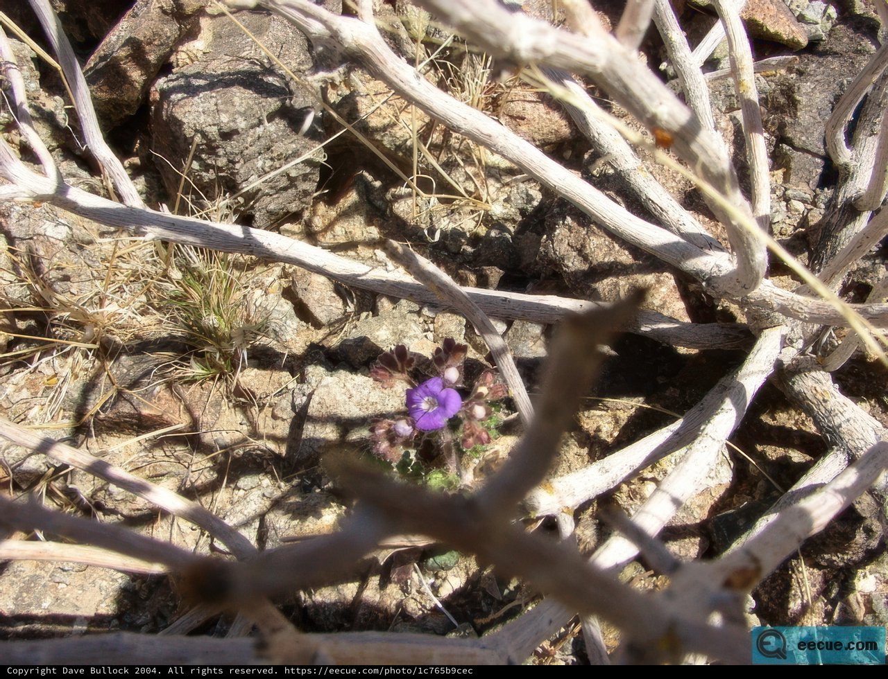 Tiny Purple Gem in the Earth
