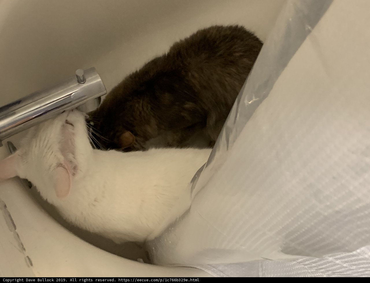 Bathroom Buddies