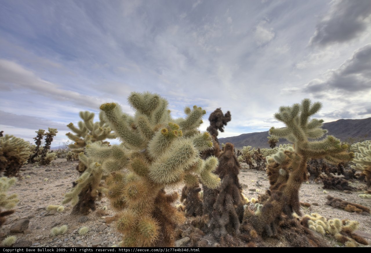 Desert Skyline