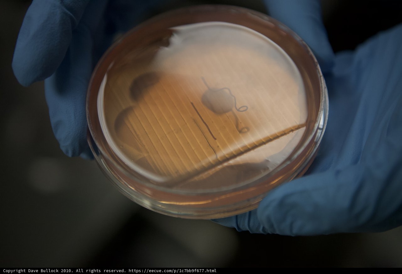 Small Bite in a Glass Dish