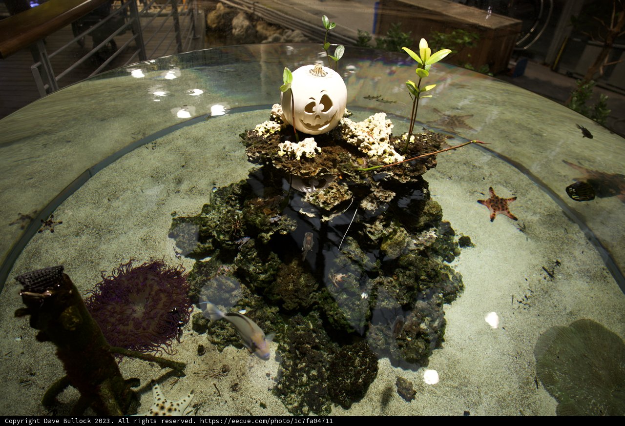 Nature's Display: An Overlook of Life on a Rock
