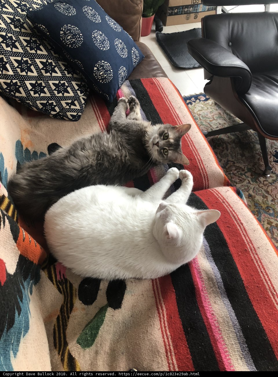 Feline Friends on Couch