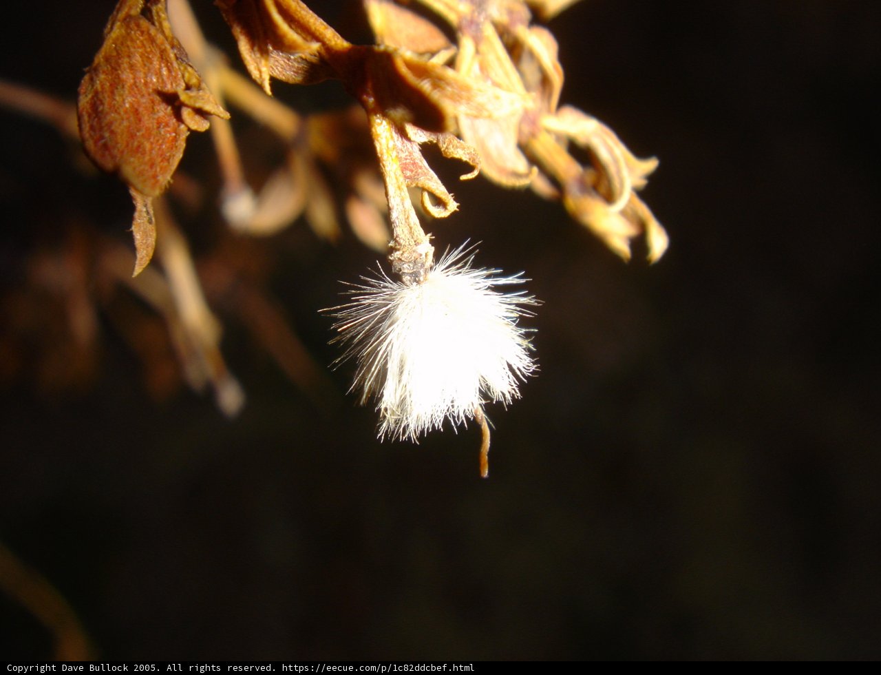 Dandelion Fluff in Winter