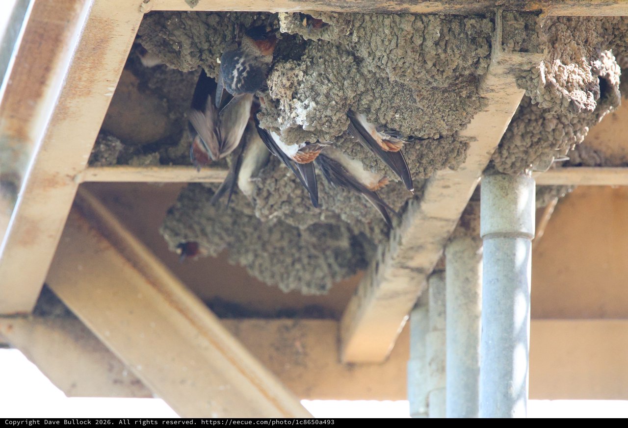 Cliff Swallows at Mud Nests Under Bridge Structure