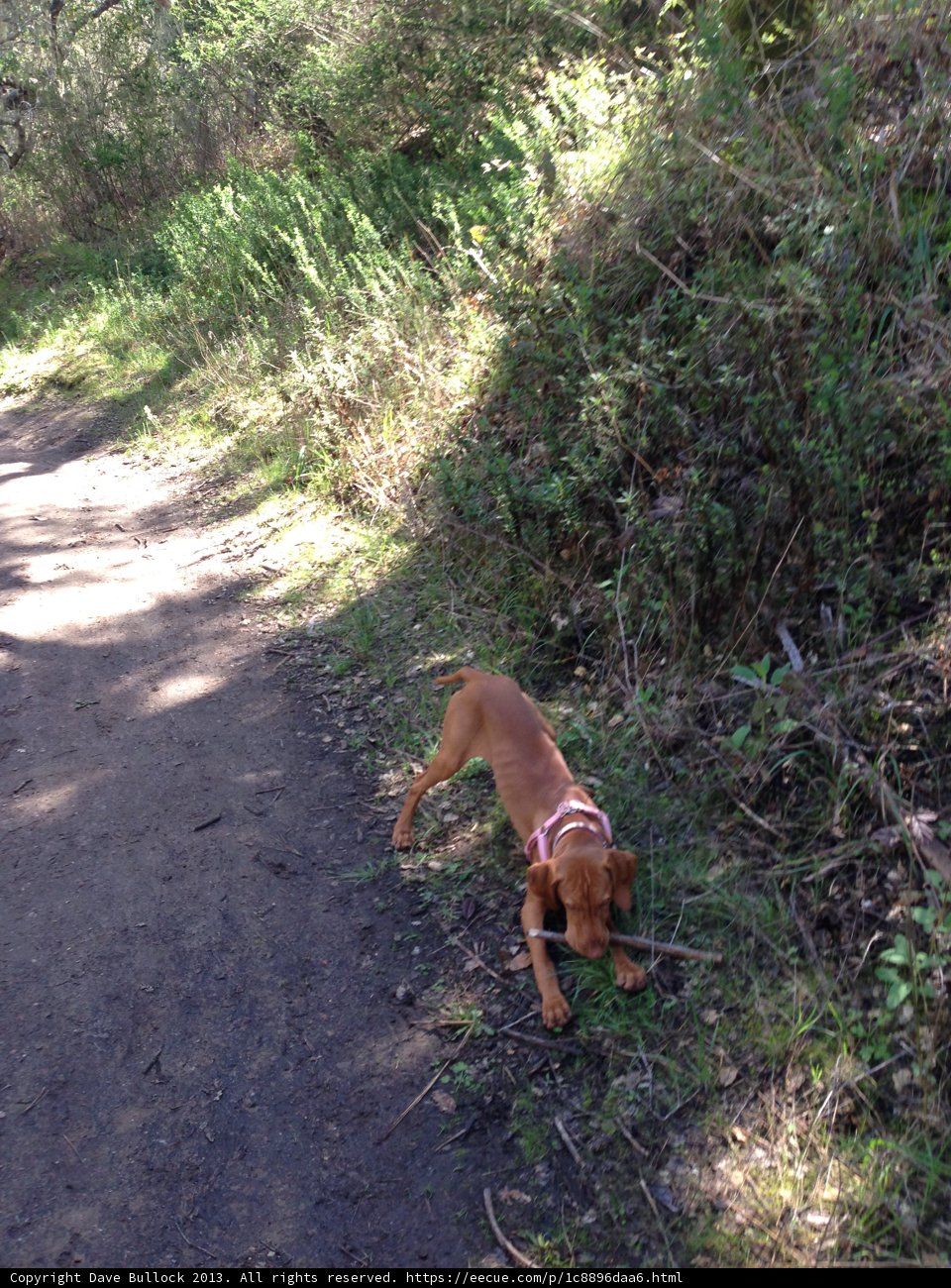 Sniffing Adventure on a Trail
