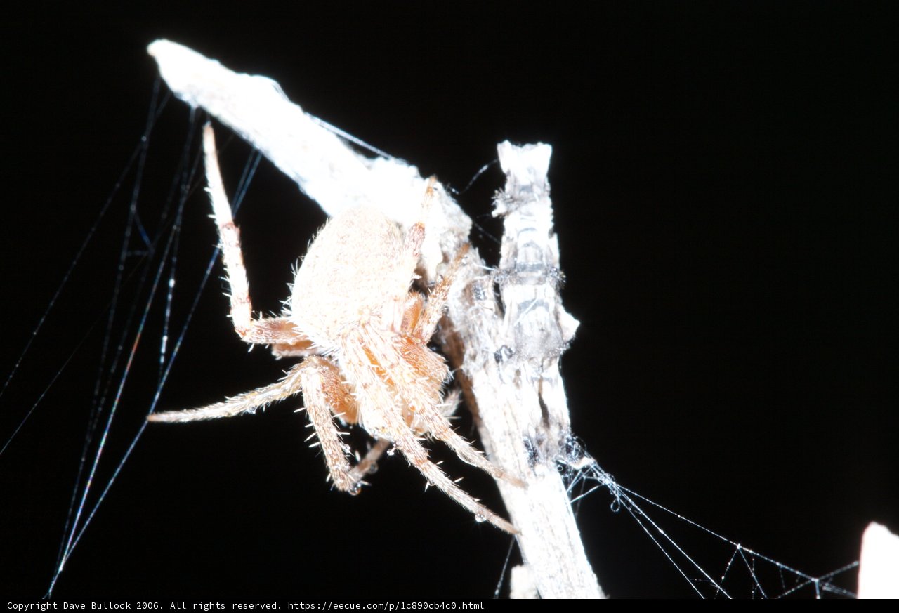 Garden Spider in the Night Sky