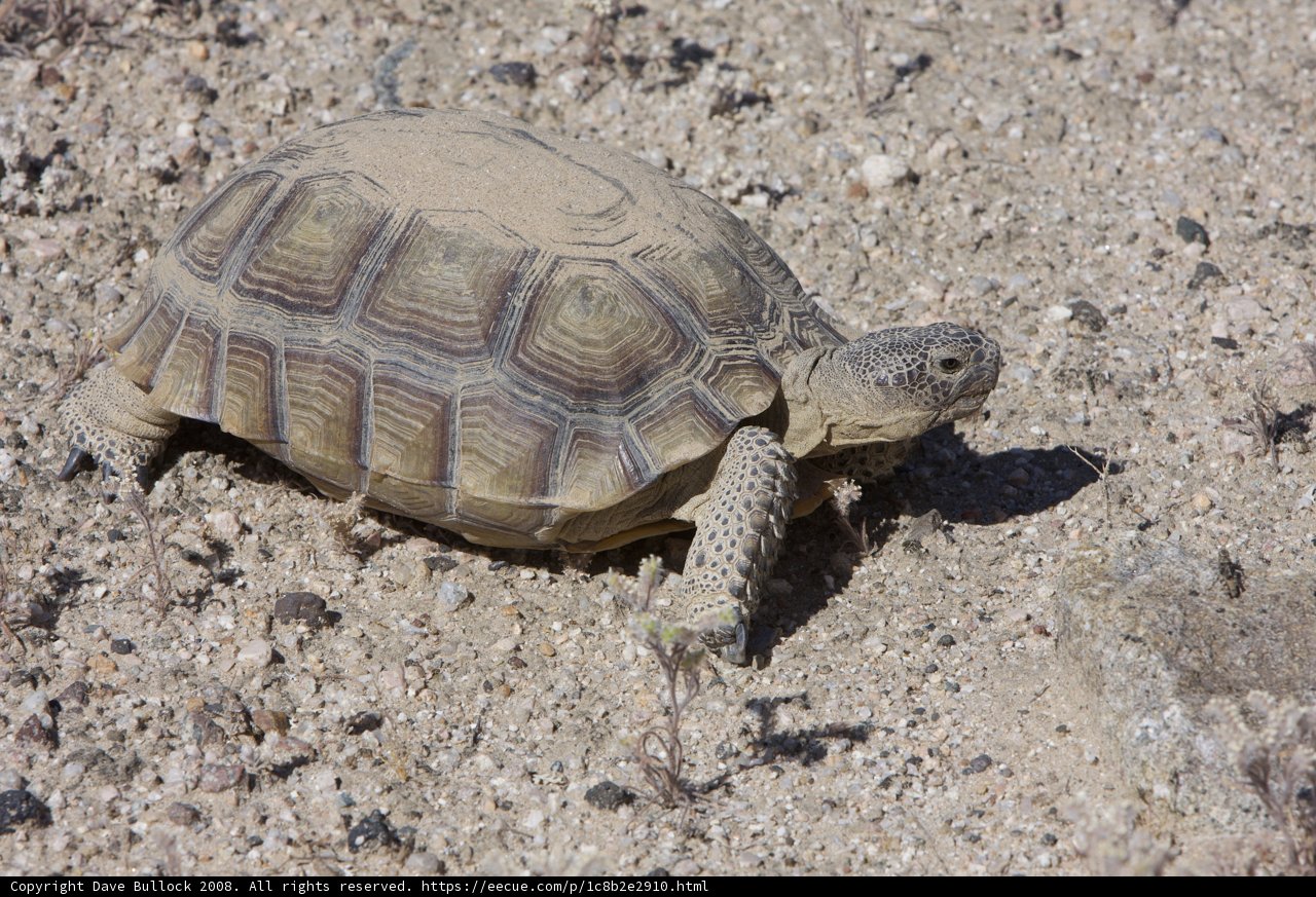 Desert Turtle Trek