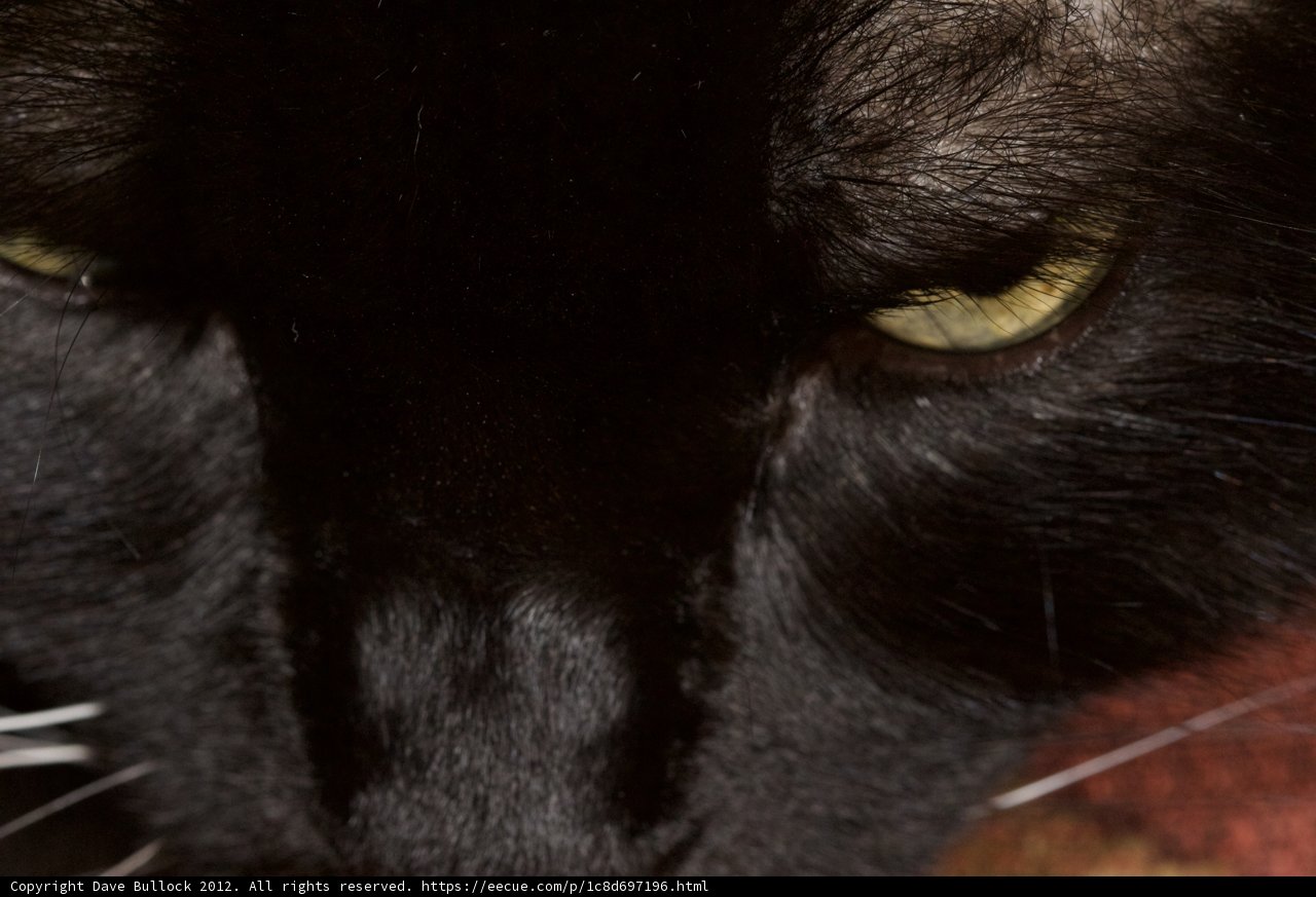Mesmerizing Yellow-Eyed Black Cat