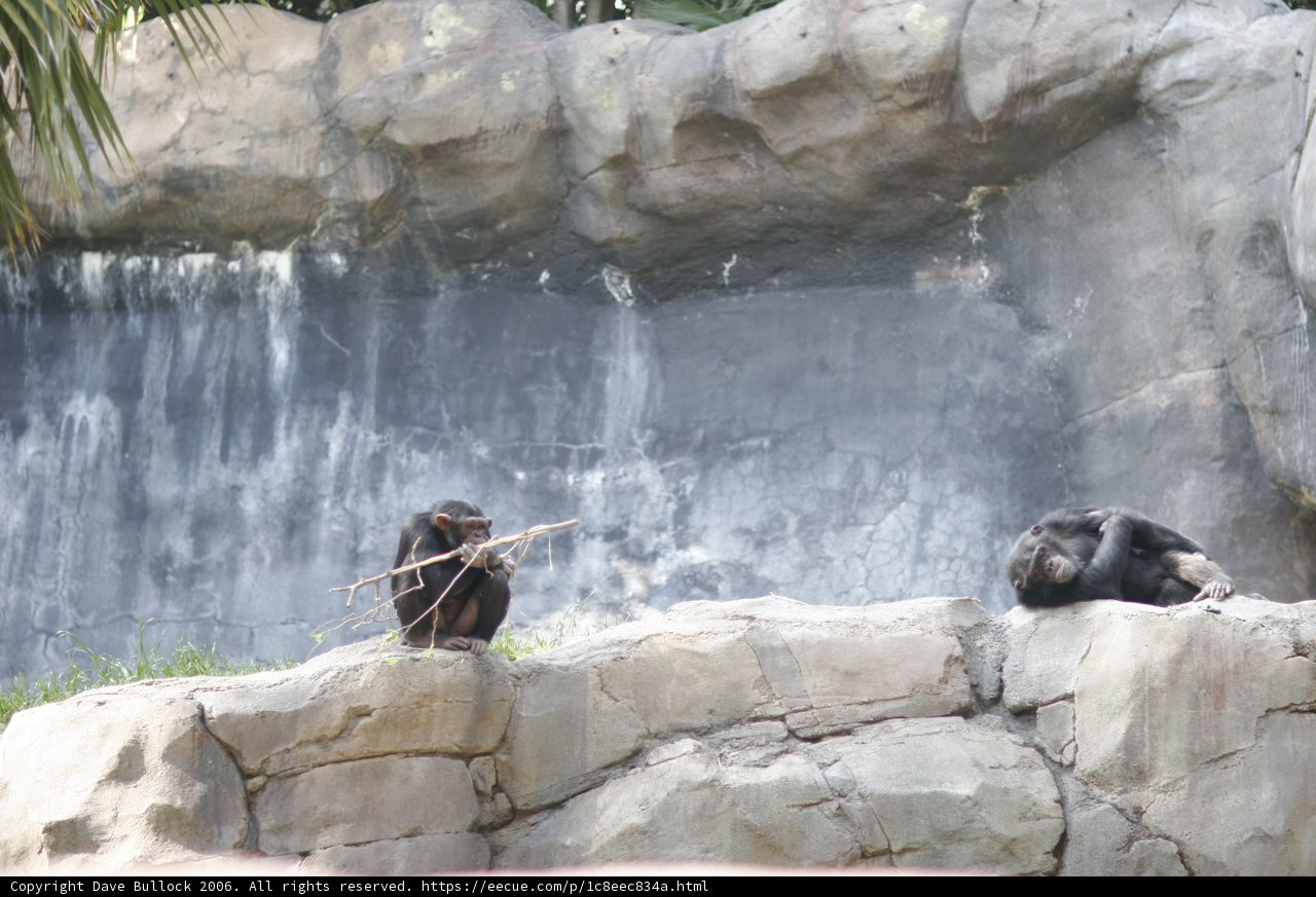 Monkey Business at the Waterfall