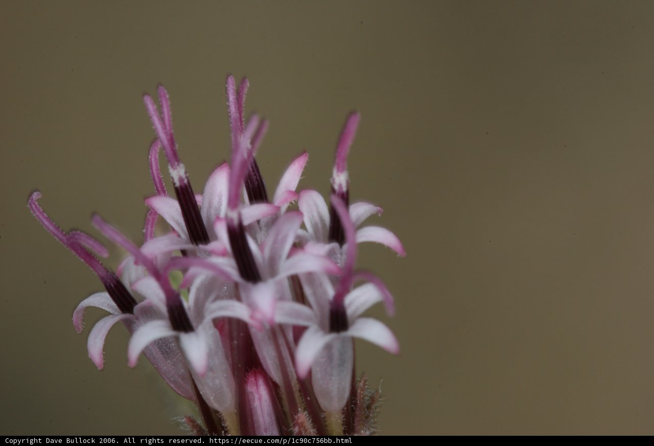 Purple Petals in Focus