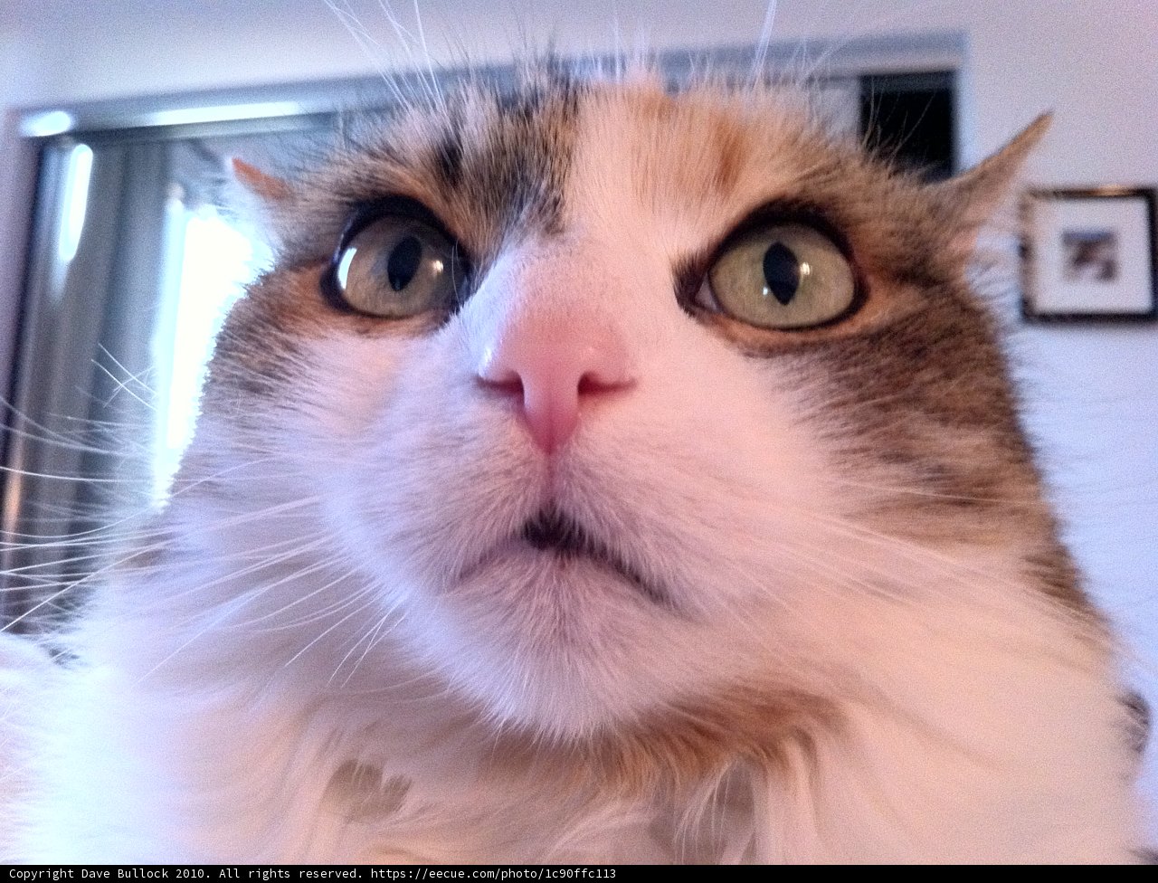 The Joyful Feline