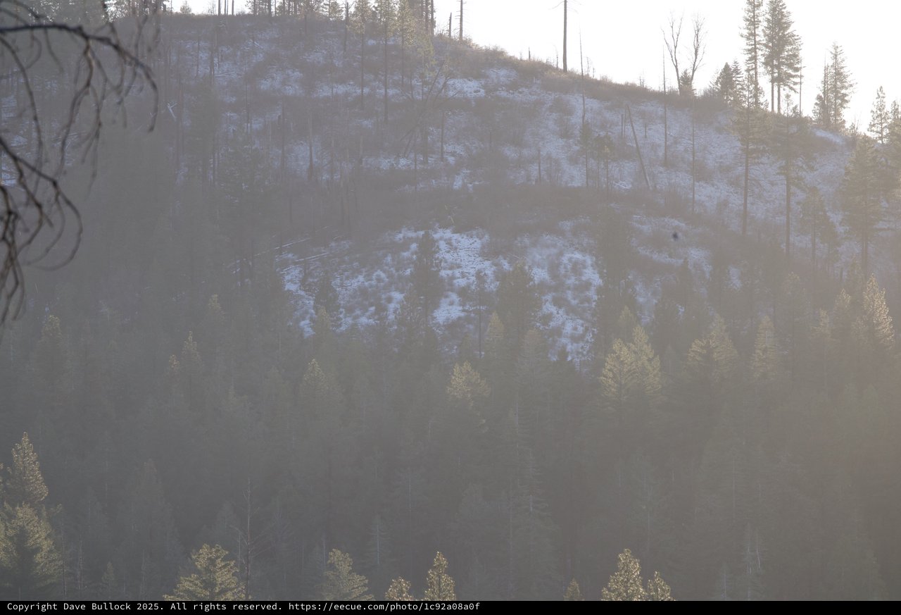 Misty Winter Dawn Over Snow-Dusted Forest Slopes