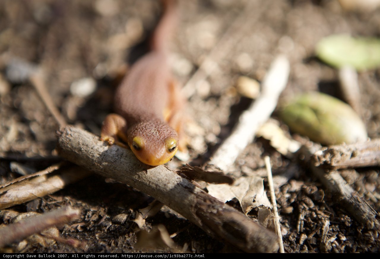 Inquisitive Gecko on a Branch