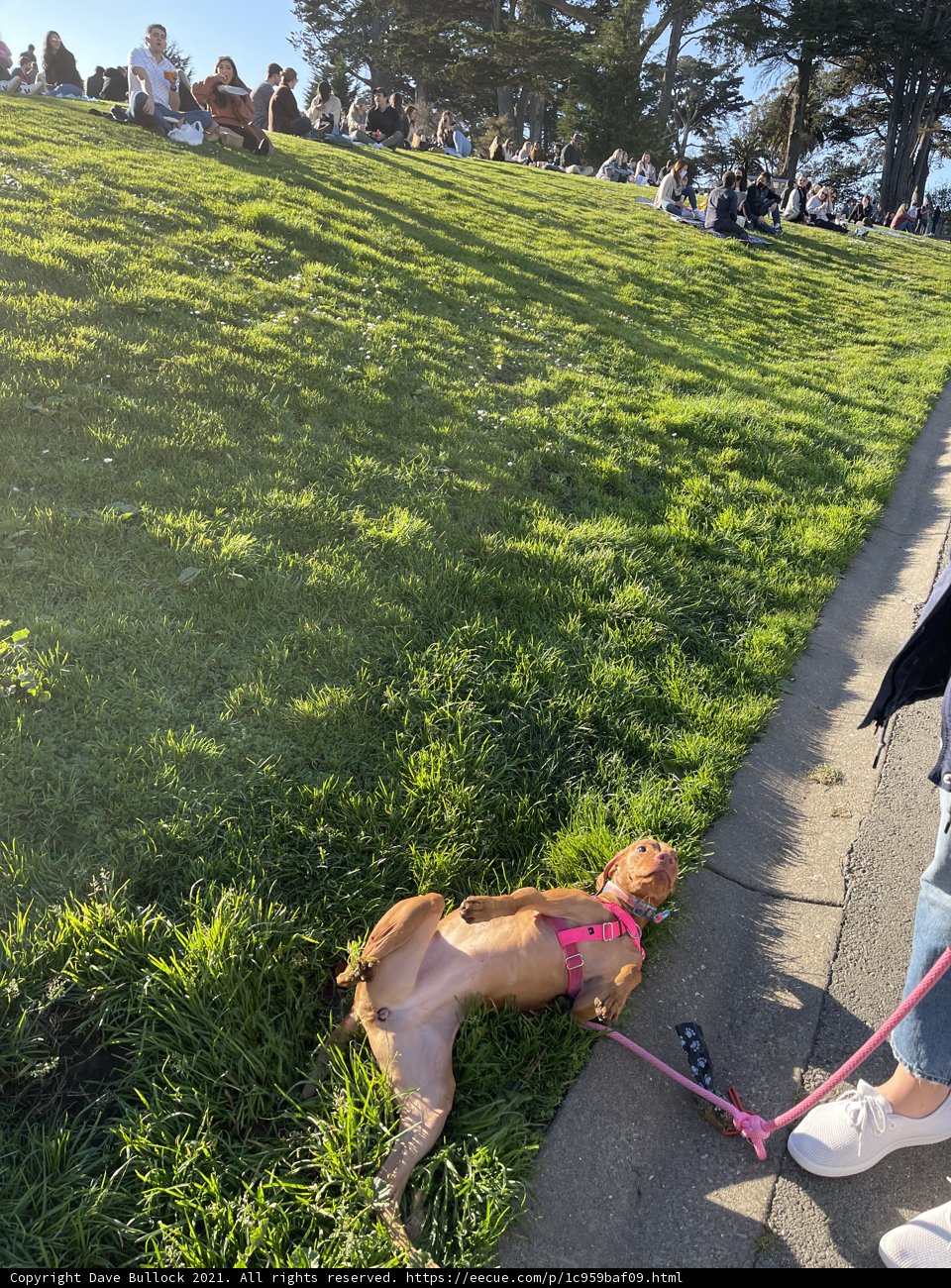Lazy Day in the Park
