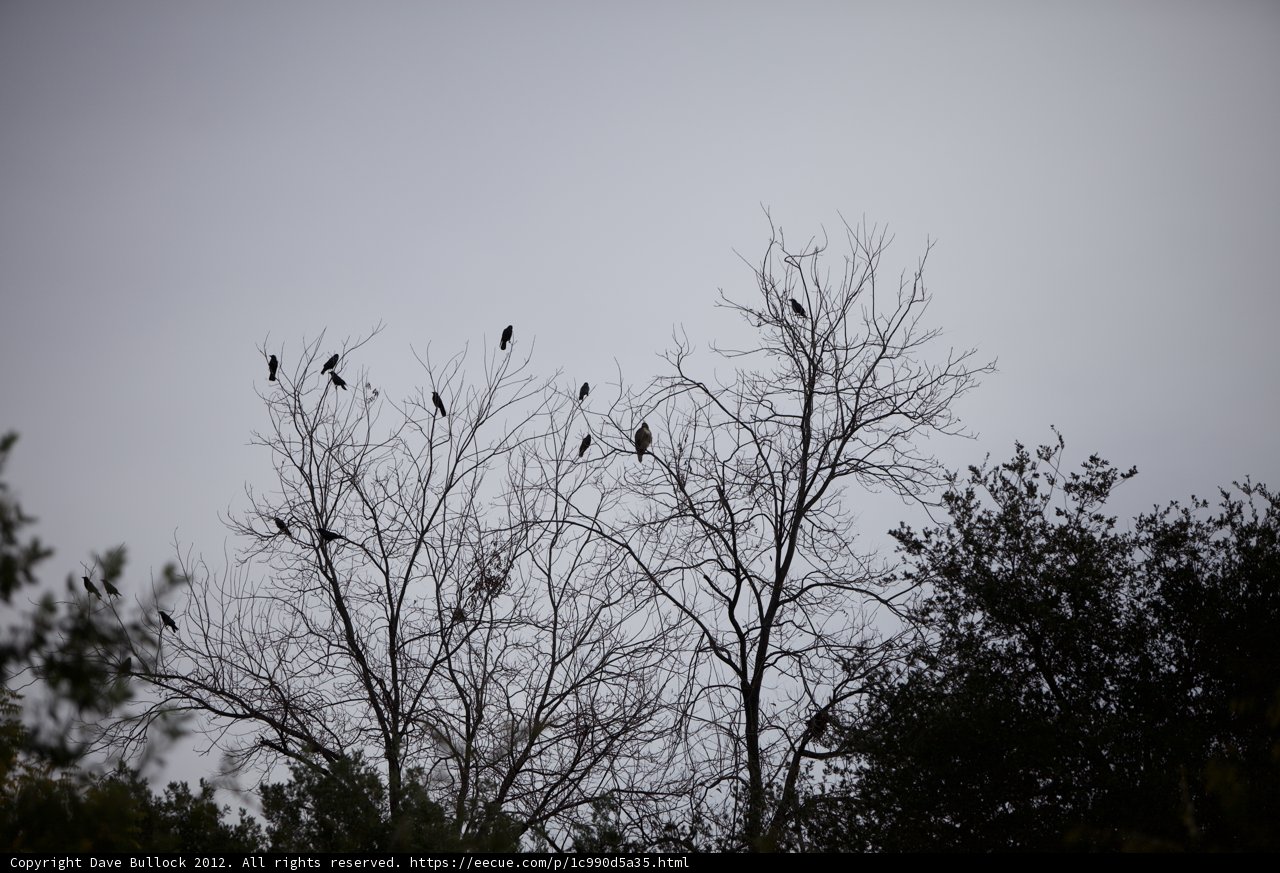 Silhouette of 16 Blackbirds Perched on a Wintry Tree
