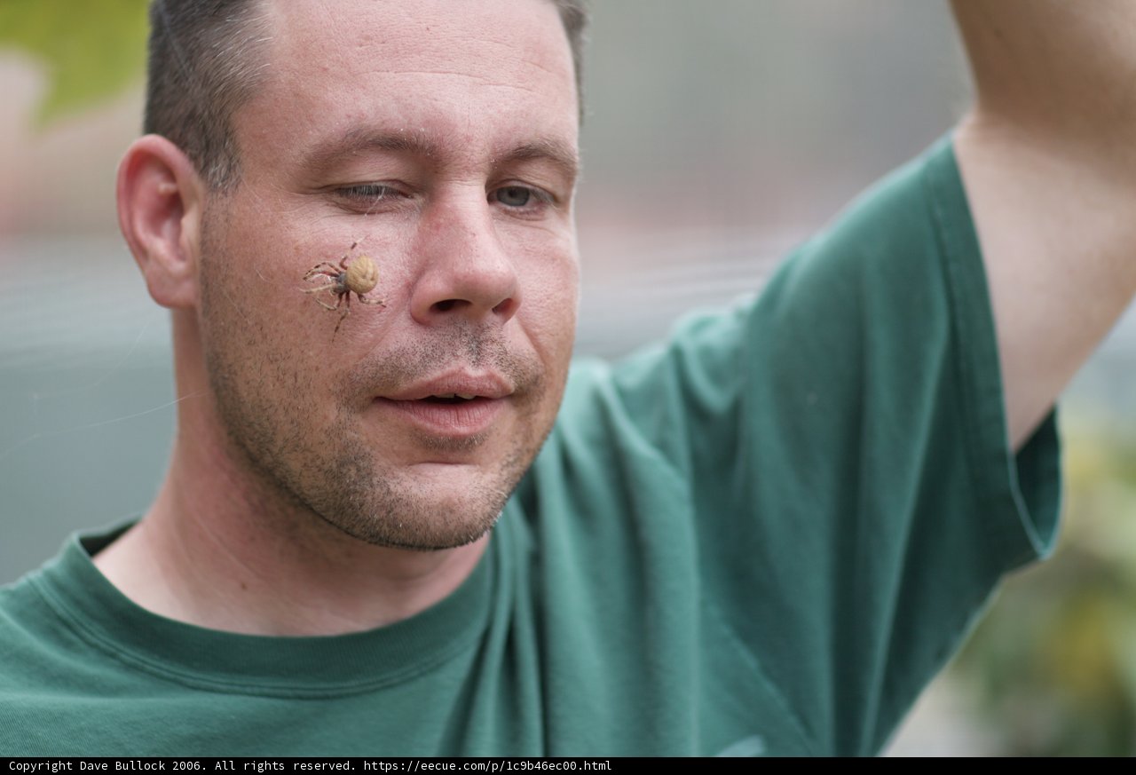 Spider Bite Woes