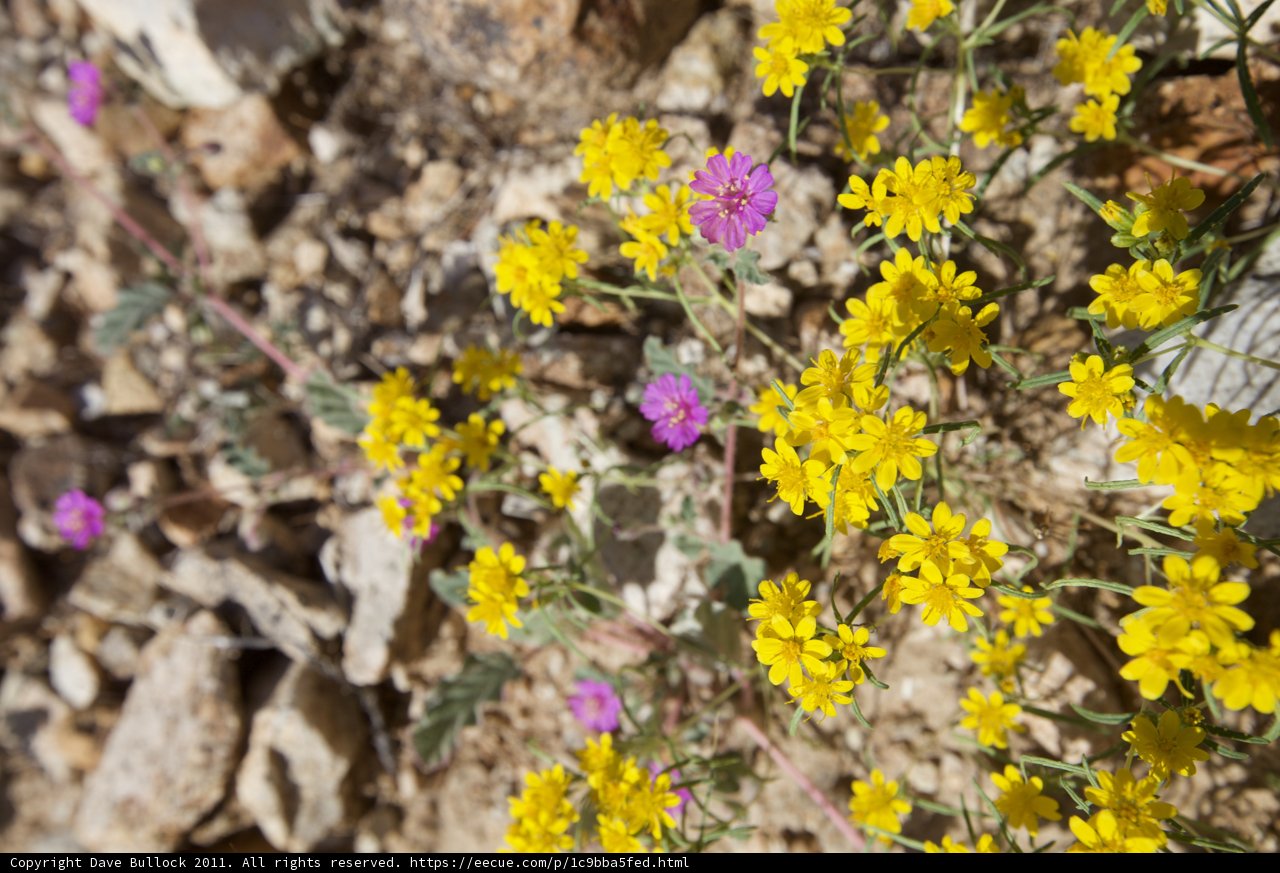 A Burst of Yellow in the Desert