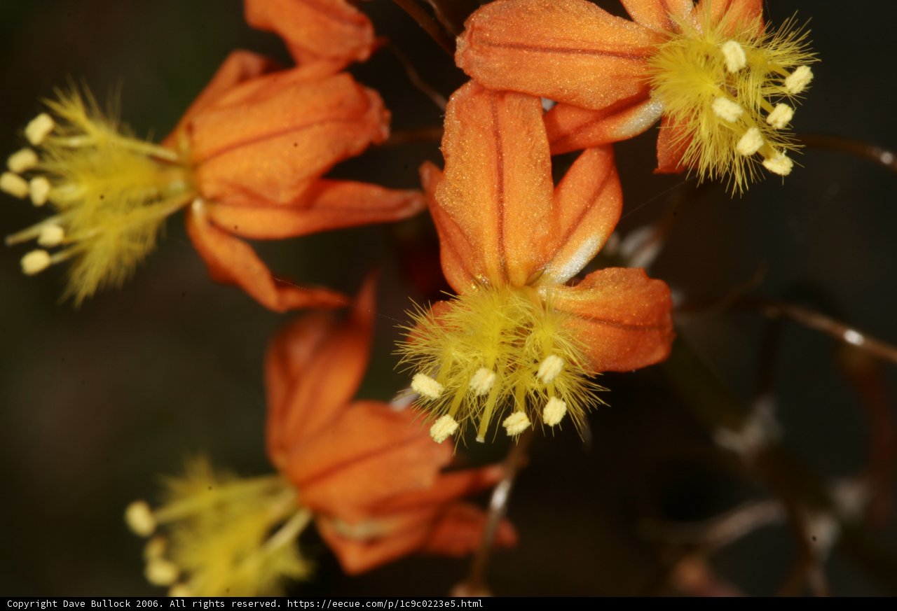 Vibrant Orange Flowers Amongst Greenery