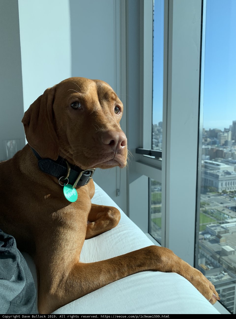 Cozy Canine in the City
