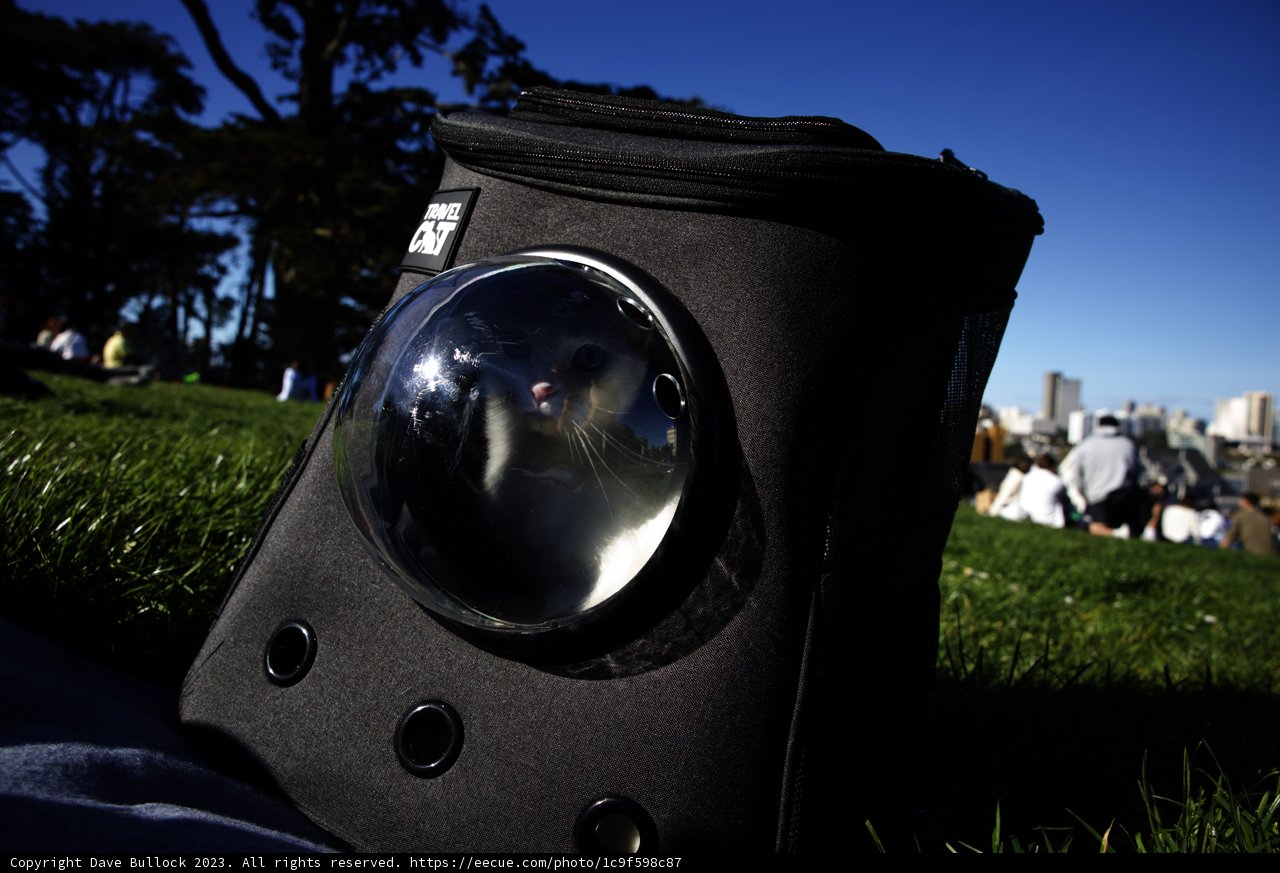 Feline Hideaway at Alamo Square