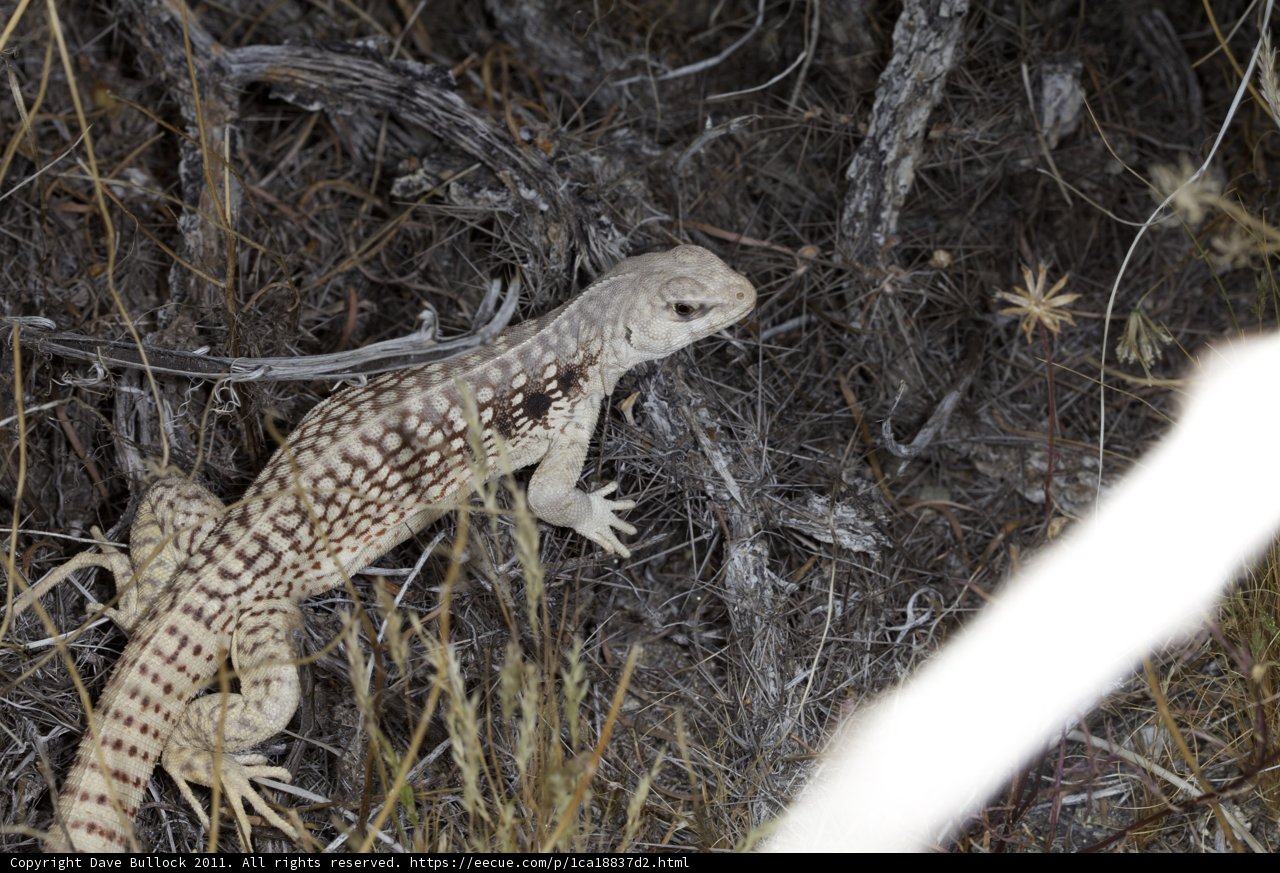 A Lizard's Adventure