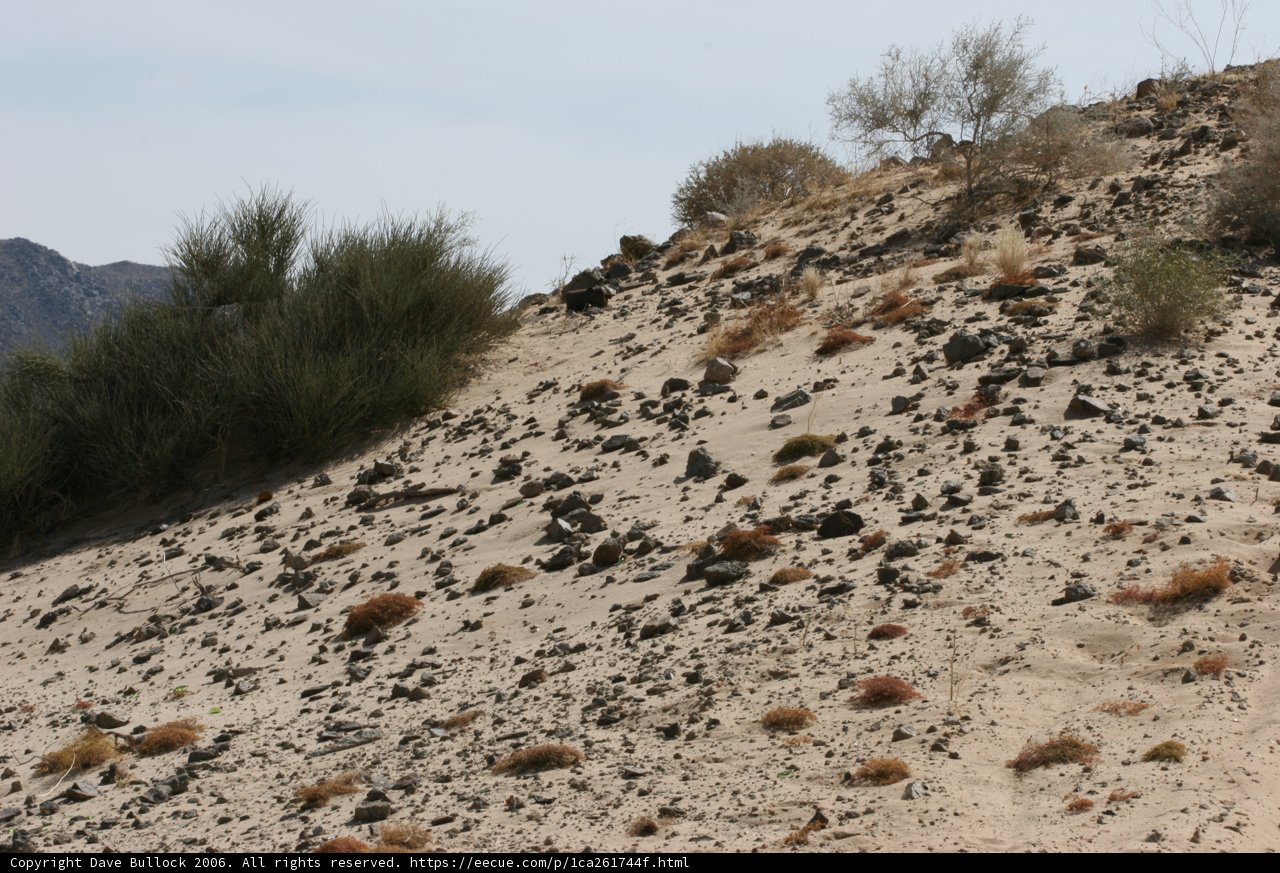 A Walk in the Desert