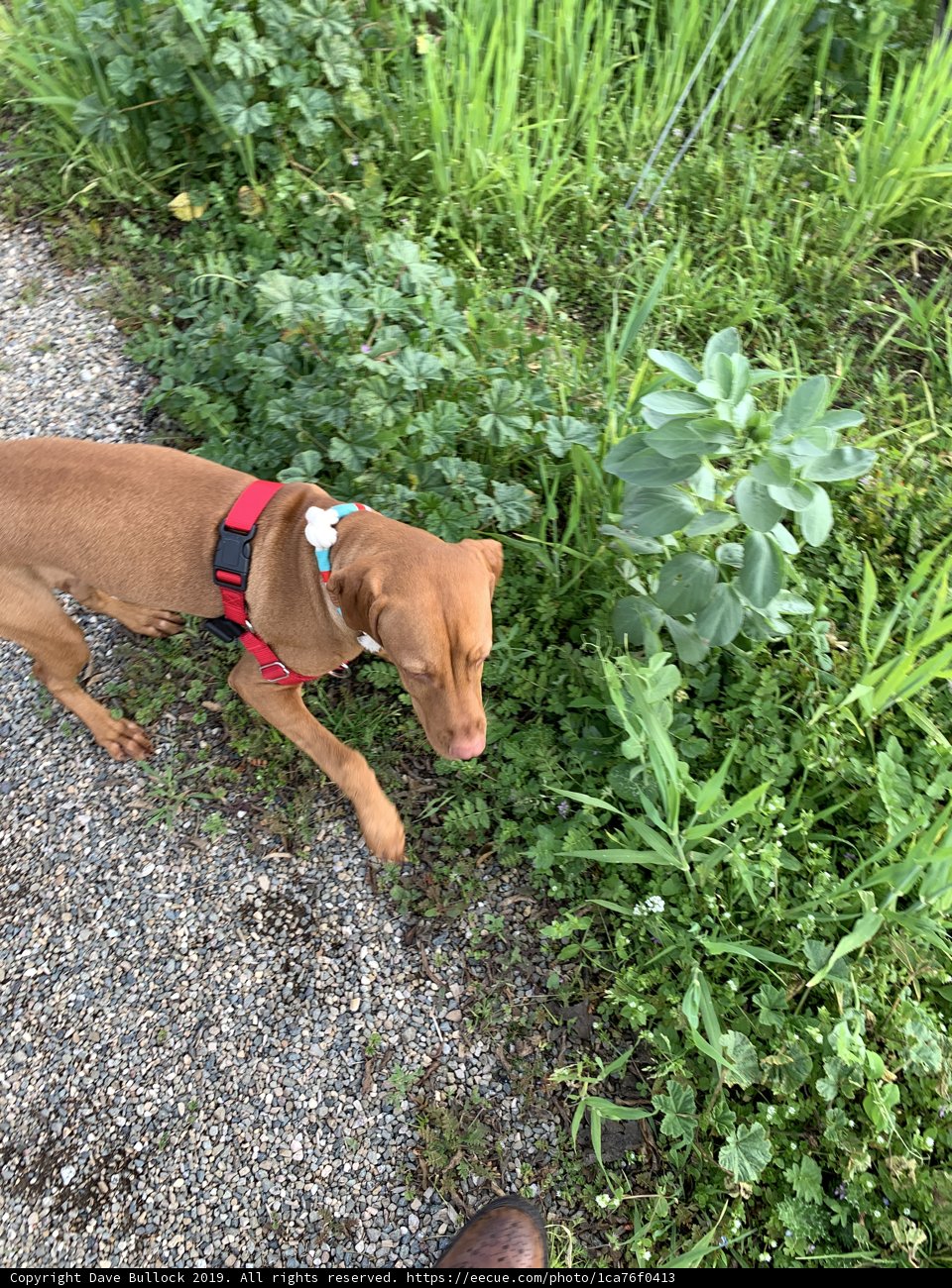 Herbal Hound