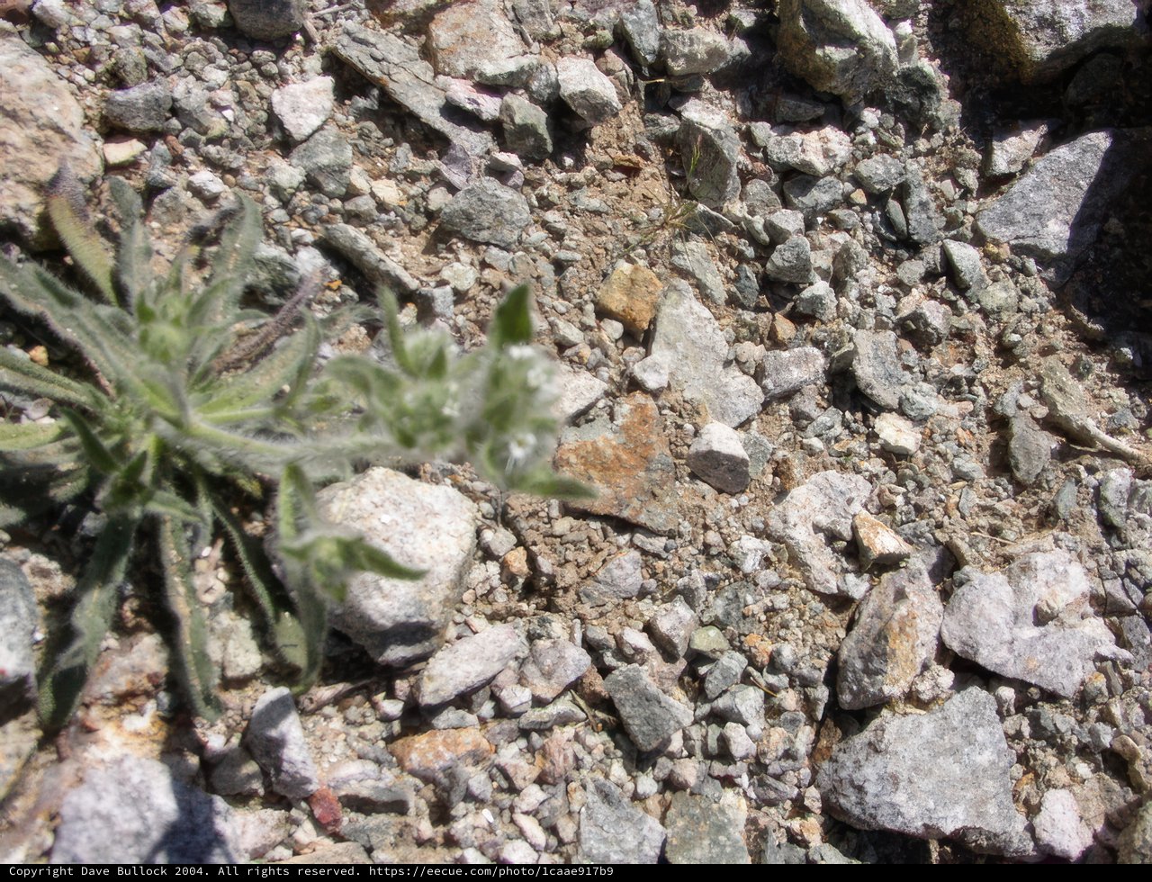 Nature's Resilience