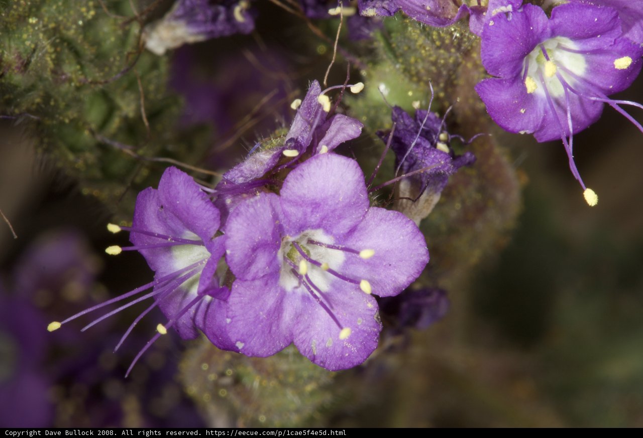 Purple Geranium Flowers