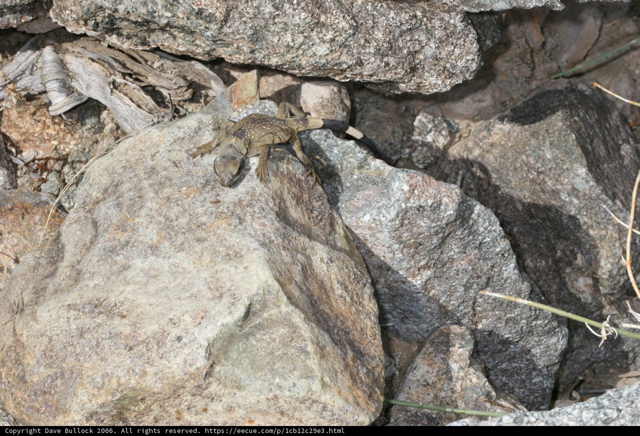Lizard Perched on Rocky Outcrop