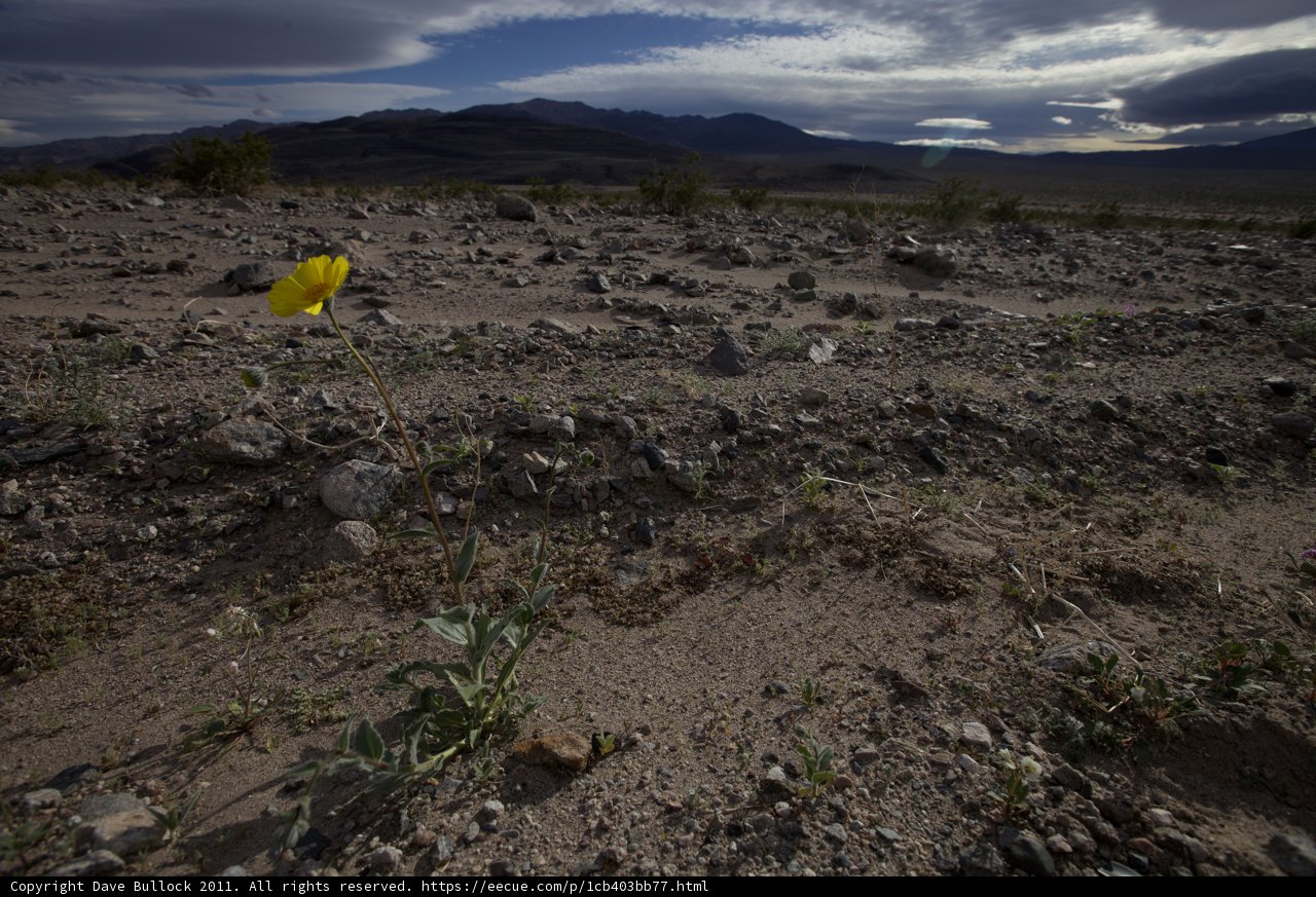 A Bright Spot in the Desert