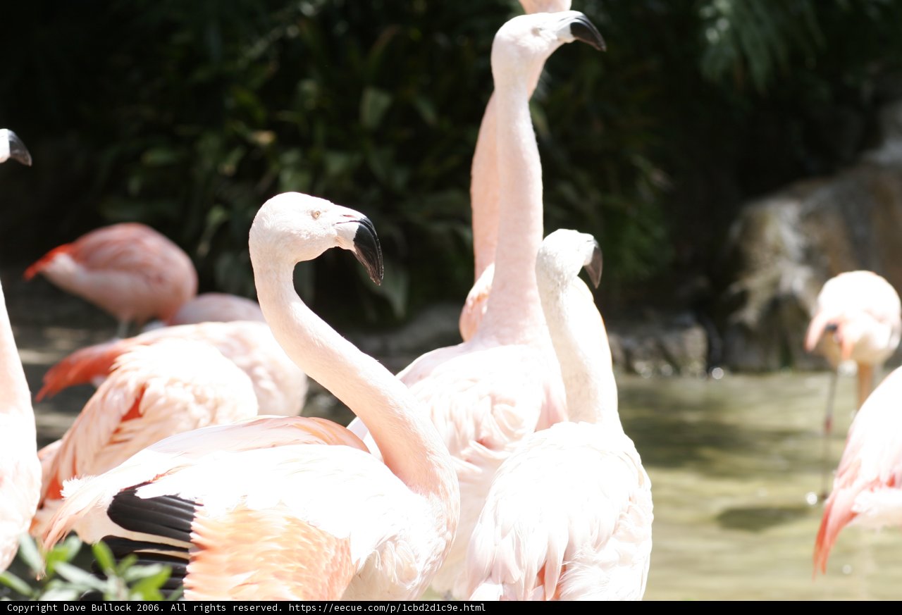 Flamingo Flock at the Zoo