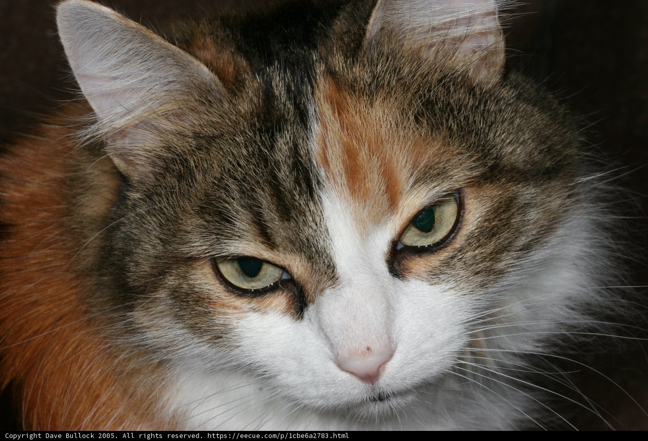 Green-Eyed Manx Cat