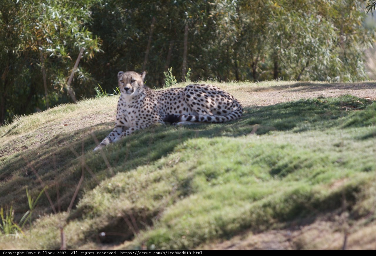 Majestic Cheetah on Hillside